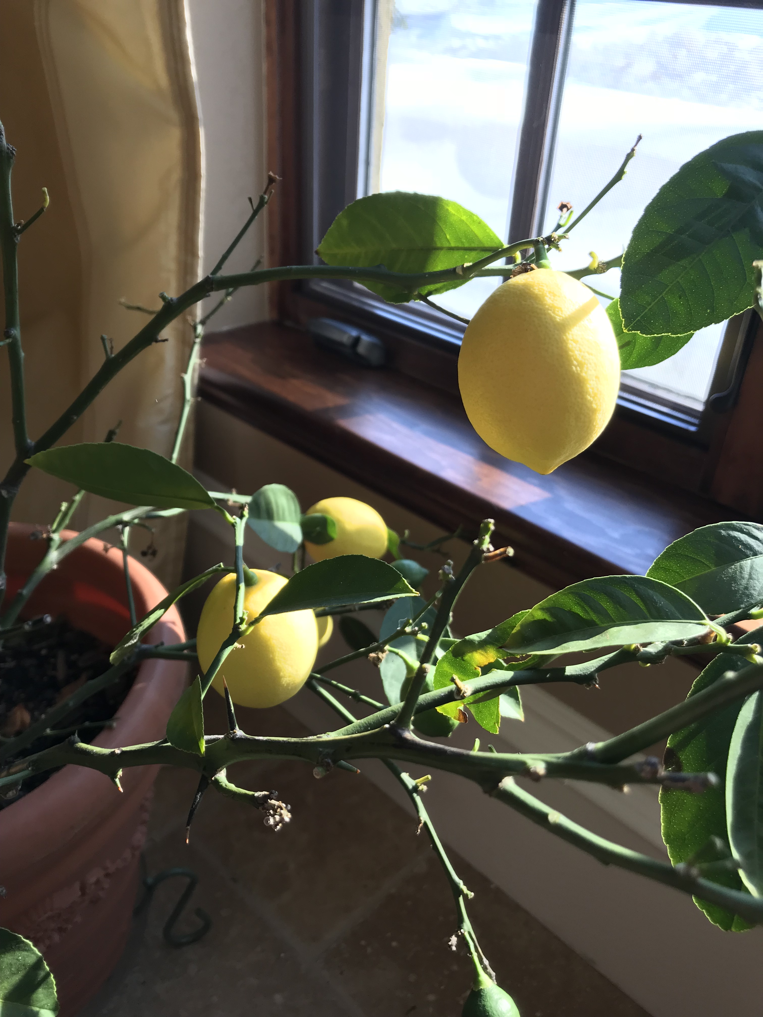 Fresh Lemons - Indoors! - The Hive